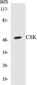 CSK Cell Based ELISA Kit (A103319-96)