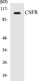 CSFR Cell Based ELISA Kit (A103720-96)