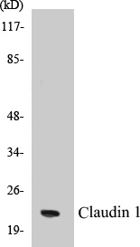 Claudin 1 Cell Based ELISA Kit (A102910-96)