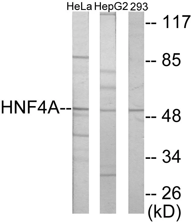 HNF4 alpha + gamma Cell Based ELISA Kit (A102814-96)