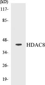 HDAC8 Cell Based ELISA Kit (A103066-96)