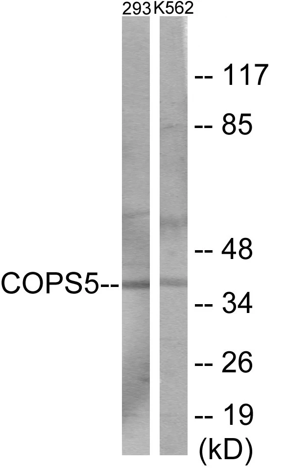 COPS5 Cell Based ELISA Kit (A103489-96)