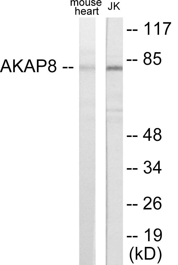 AKAP8 Cell Based ELISA Kit (A103132-96)