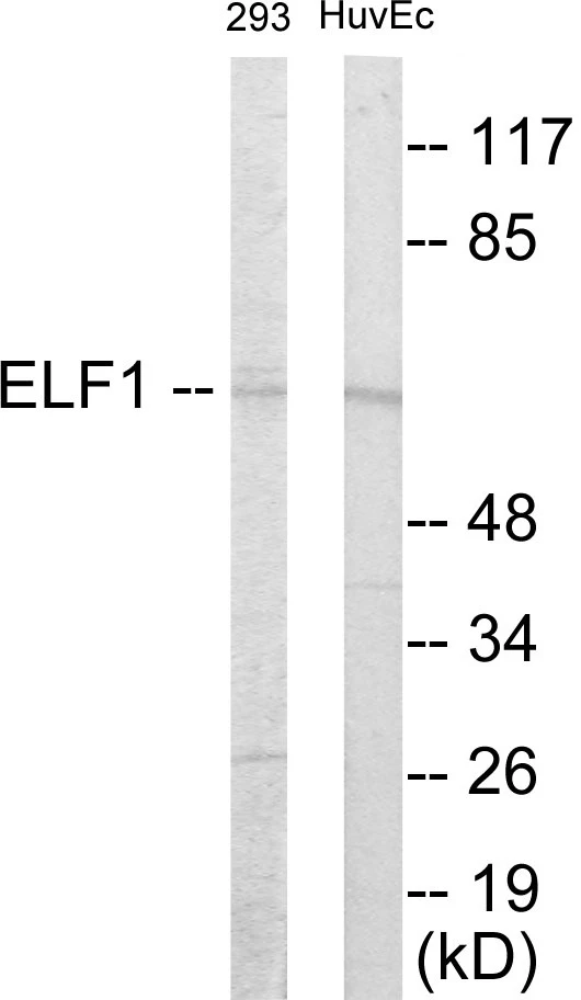 ELF1 Cell Based ELISA Kit (A103734-96)