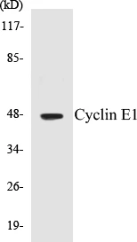 Cyclin E1 Cell Based ELISA Kit (A102916-96)