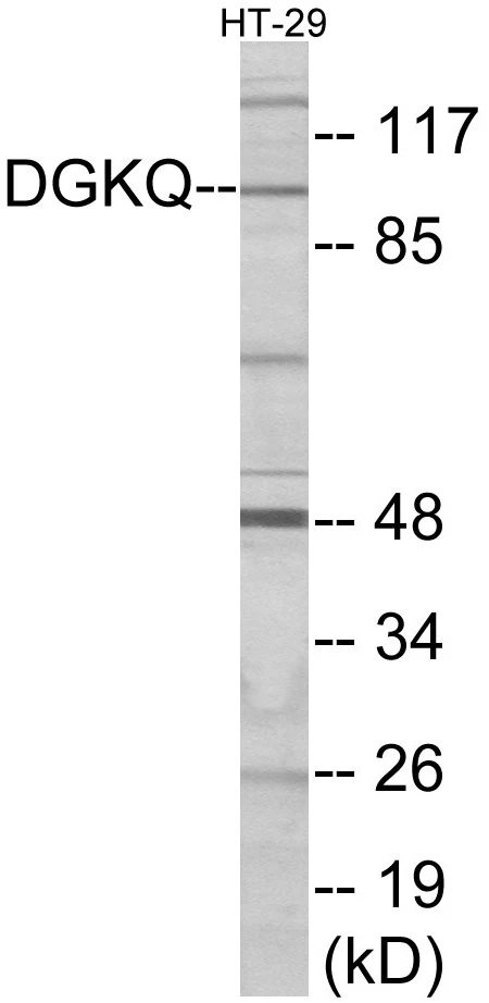 DGKQ Cell Based ELISA Kit (A103736-96)