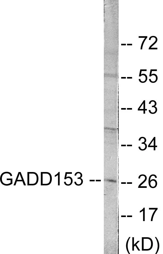 GADD153 Cell Based ELISA Kit (A102976-96)