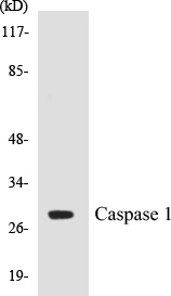 Caspase 1 Cell Based ELISA Kit (A102905-96)