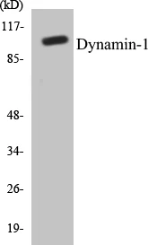 Dynamin-1 Cell Based ELISA Kit (A102934-96)