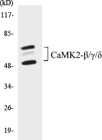 CaMK2 beta + gamma + delta Cell Based ELISA Kit (A102824-96)