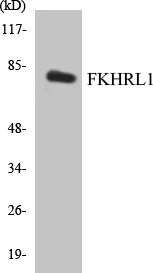 FKHRL1 Cell Based ELISA Kit (A102987-96)