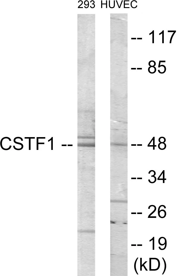 CSTF1 Cell Based ELISA Kit (A103157-96)