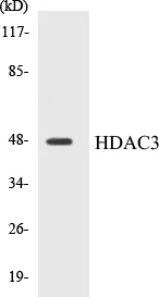 HDAC3 Cell Based ELISA Kit (A103043-96)