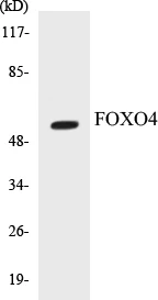 FOXO4 Cell Based ELISA Kit (A103439-96)