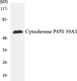 Cytochrome P4502 C19 Cell Based ELISA Kit (A103594-96)