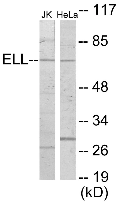 ELL Cell Based ELISA Kit (A103575-96)