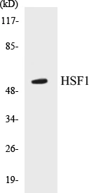 HSF1 Cell Based ELISA Kit (A103525-96)