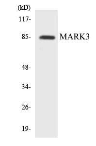 MARK3 Cell Based ELISA Kit (A103142-96)