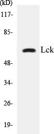 Lck Cell Based ELISA Kit (A103317-96)