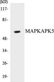 MAPKAPK5 Cell Based ELISA Kit (A103395-96)