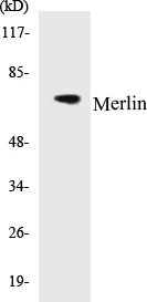 Merlin Cell Based ELISA Kit (A102980-96)