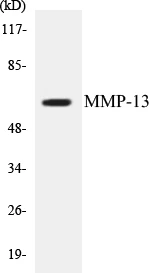 MMP-13 Cell Based ELISA Kit (A103651-96)