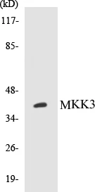 MKK3 Cell Based ELISA Kit (A103247-96)