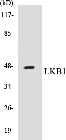 LKB1 Cell Based ELISA Kit (A103509-96)