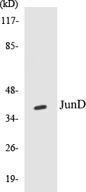 JunD Cell Based ELISA Kit (A103241-96)