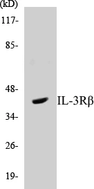 IL-3R beta Cell Based ELISA Kit (A102880-96)