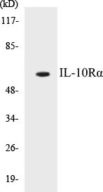 IL-10R alpha Cell Based ELISA Kit (A103617-96)