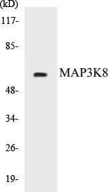 MAP3K8 Cell Based ELISA Kit (A103003-96)