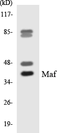 Maf Cell Based ELISA Kit (A103340-96)