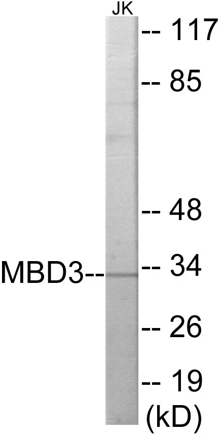 MBD3 Cell Based ELISA Kit (A103539-96)