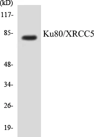 Ku80 Cell Based ELISA Kit (A103724-96)