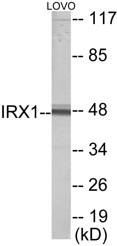 IRX1 Cell Based ELISA Kit (A103546-96)