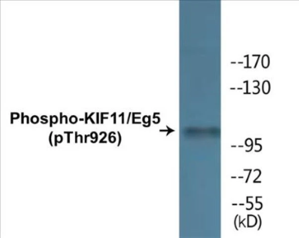 KIF11 (phospho Thr926) Cell Based ELISA Kit (A102725-296)