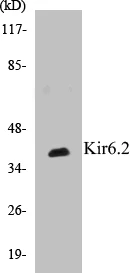 Kir6.2 Cell Based ELISA Kit (A103413-96)