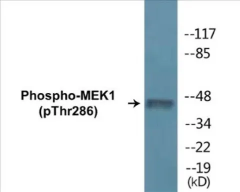 MEK1 (phospho Thr286) Cell Based ELISA Kit (A102302-296)