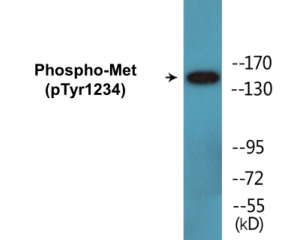 Met (phospho Tyr1234) Cell Based ELISA Kit (A103819-296)