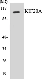 KIF20A Cell Based ELISA Kit (A103648-96)