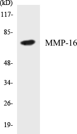 MMP-16 Cell Based ELISA Kit (A102988-96)