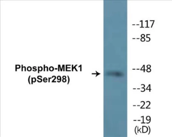 MEK1 (phospho Ser298) Cell Based ELISA Kit (A102301-296)