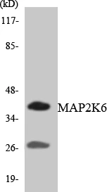 MAP2K6 Cell Based ELISA Kit (A103023-96)