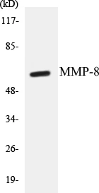 MMP-8 Cell Based ELISA Kit (A103105-96)