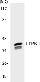 ITPK1 Cell Based ELISA Kit (A103477-96)