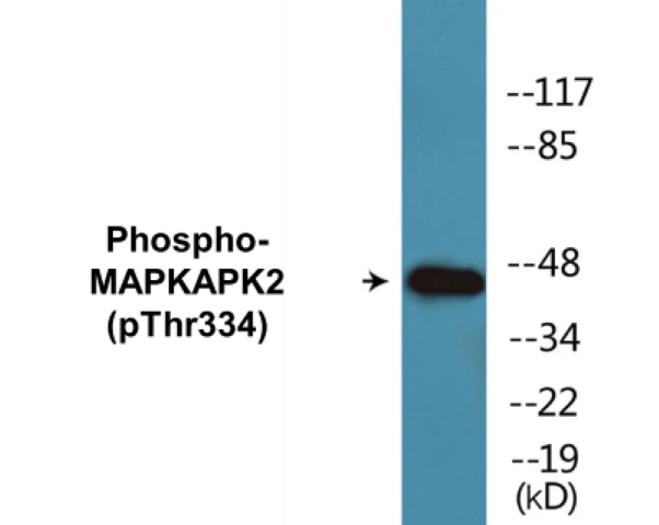 MAPKAPK2 (phospho Thr334) Cell Based ELISA Kit (A102568-296)