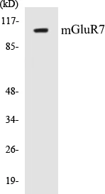 mGluR7 Cell Based ELISA Kit (A103006-96)