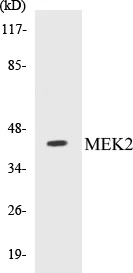 MEK2 Cell Based ELISA Kit (A103246-96)