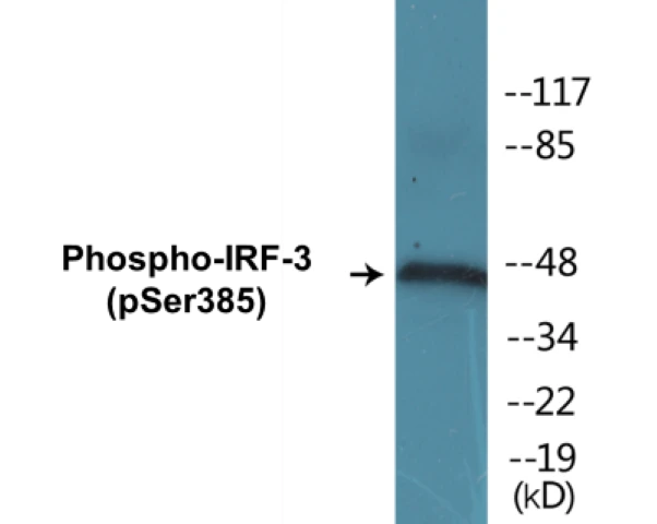 IRF-3 (phospho Ser385) Cell Based ELISA Kit (A102720-296)